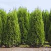 100 Leyland Cypress Hedge Shrub Plants Live Trees - Zone: 5-9