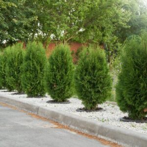 Alternative view of 10 Leyland Cypress Hedge Shrub Plants Live Trees - Zone: 5-9