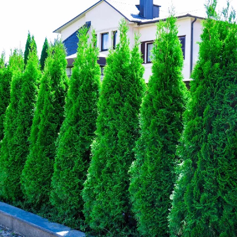 5 Leyland Cypress Trees Live Plants - Zone: 5-9 - Image 3