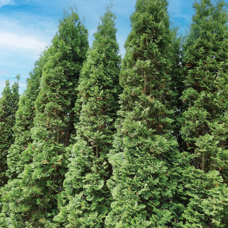 5 Leyland Cypress Trees Live Plants - Zone: 5-9 - Image 2