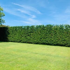 5 Leyland Cypress Trees Live Plants - Zone: 5-9