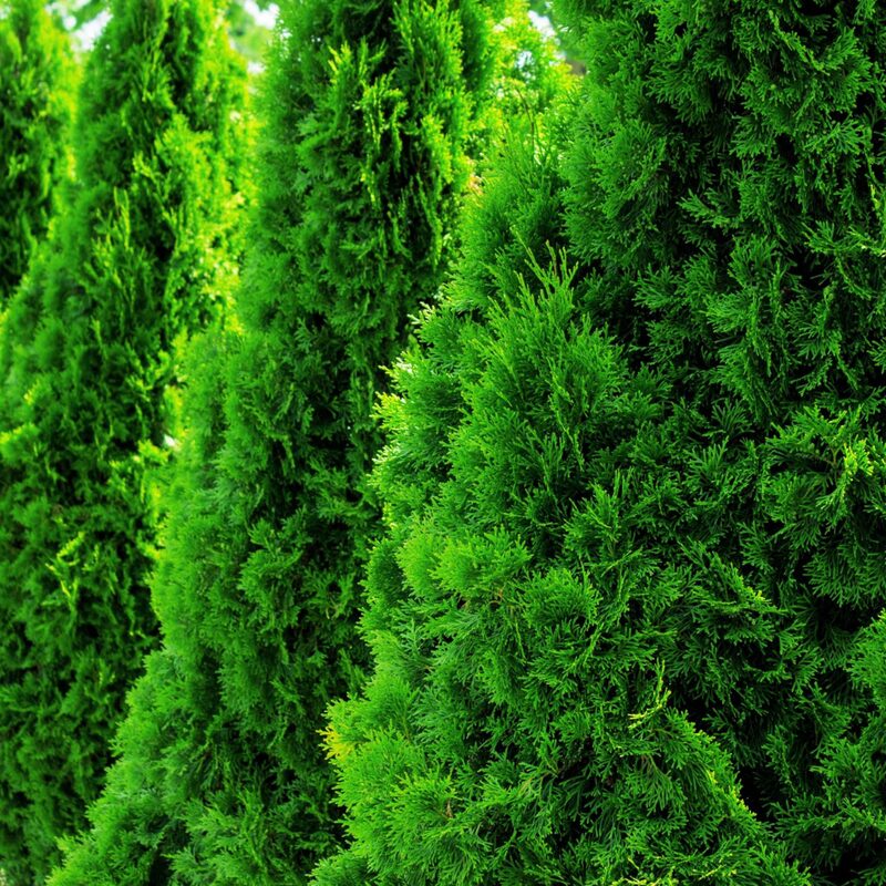 100 Leyland Cypress Trees Live Plants - Zone: 5-9 - Image 3