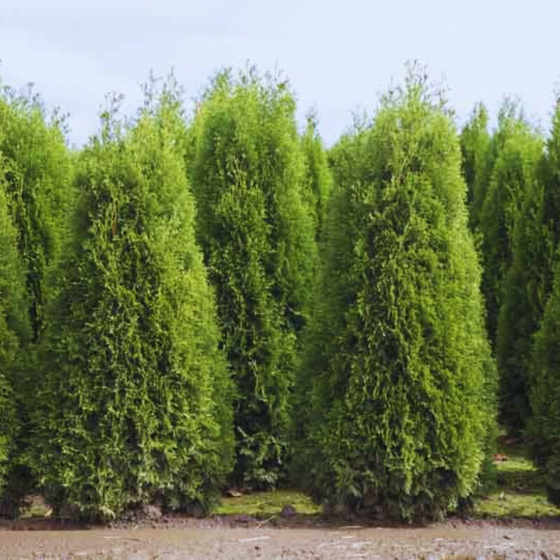 100 Leyland Cypress Trees Live Plants - Zone: 5-9 - Image 4