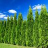 100 Leyland Cypress Trees Live Plants - Zone: 5-9