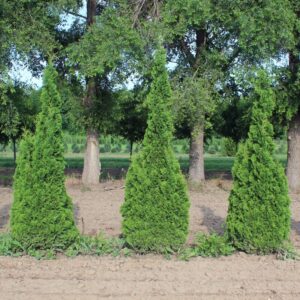 Alternative view of 100 Leyland Cypress Trees Live Plants - Zone: 5-9