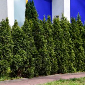 Alternative view of 20 Leyland Cypress Trees Live Plants - Zone: 5-9