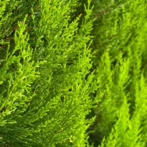 20 Leyland Cypress Trees Live Plants - Zone: 5-9