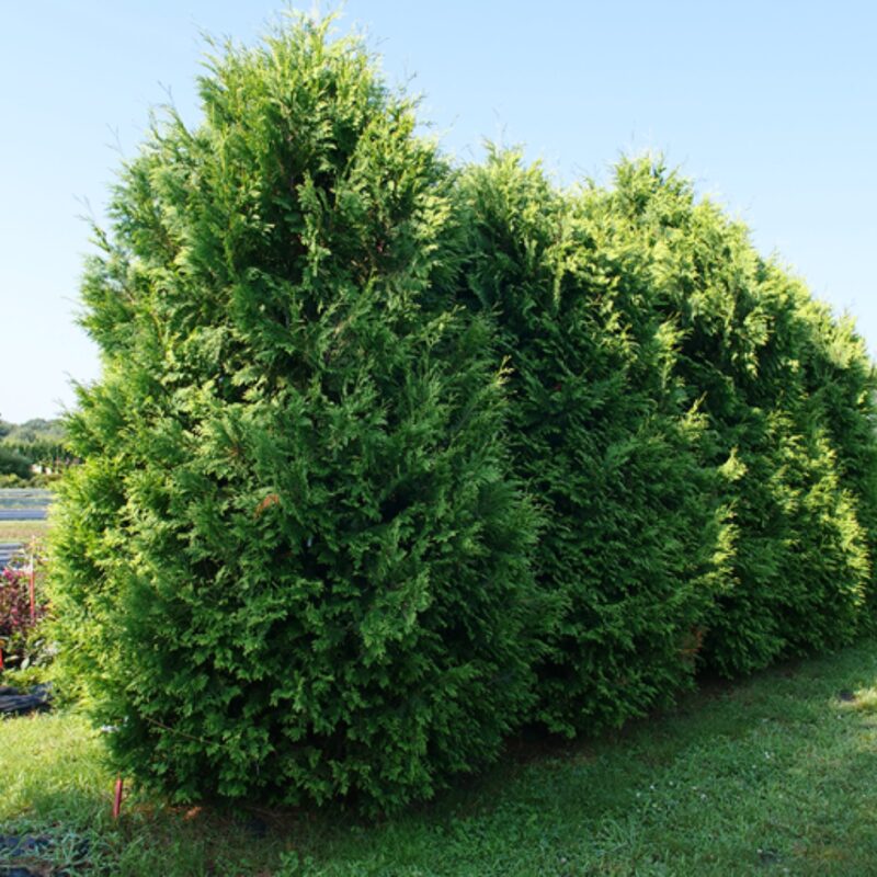 50 Leyland Cypress Trees Live Plants - Zone: 5-9 - Image 3