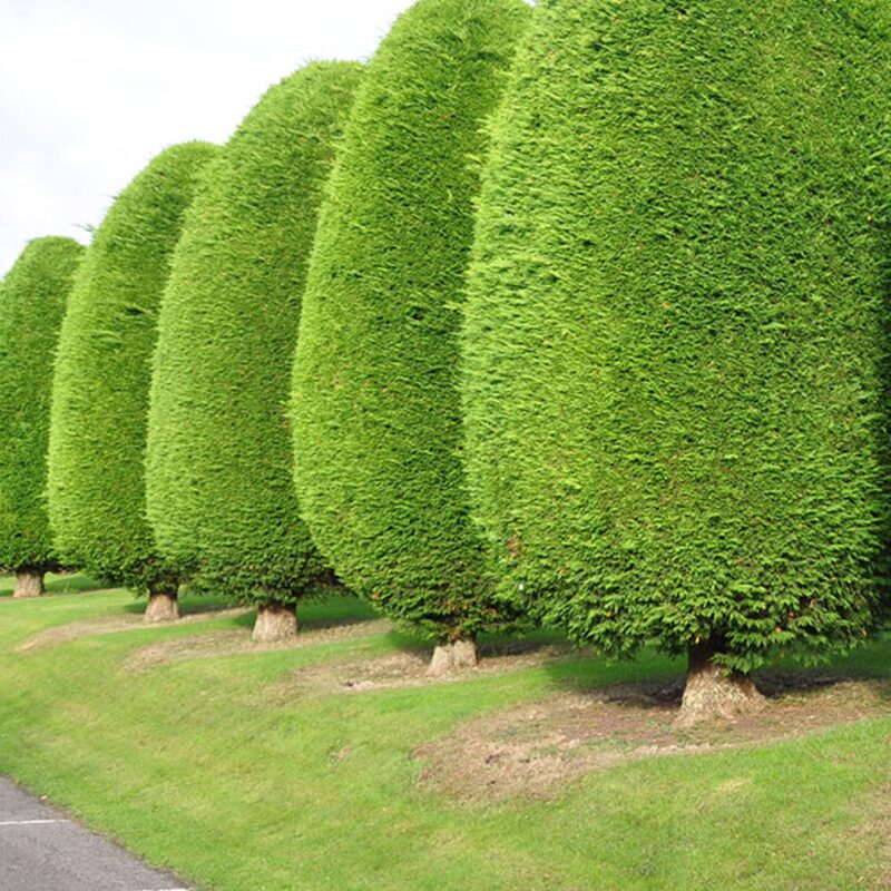 50 Leyland Cypress Trees Live Plants - Zone: 5-9 - Image 4