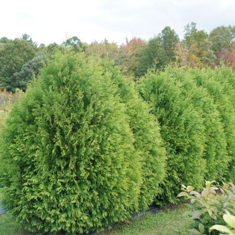 50 Leyland Cypress Trees Live Plants - Zone: 5-9 - Image 2
