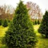 Leyland cypress trees