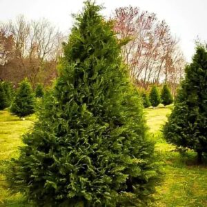 Leyland cypress trees