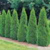10 Leyland Cypress Trees Live Plants - Zone: 5-9