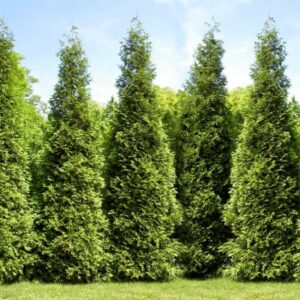 Alternative view of 10 Leyland Cypress Trees Live Plants - Zone: 5-9