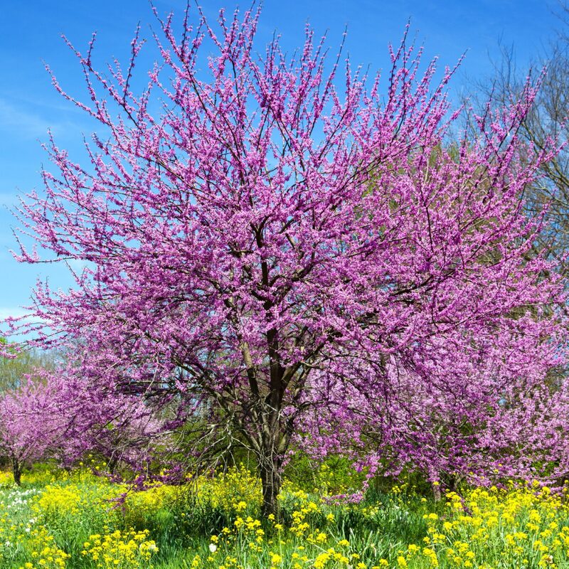 25 Eastern Redbud Trees Seedlings Bare Roots - 6-12” Tall - Image 2