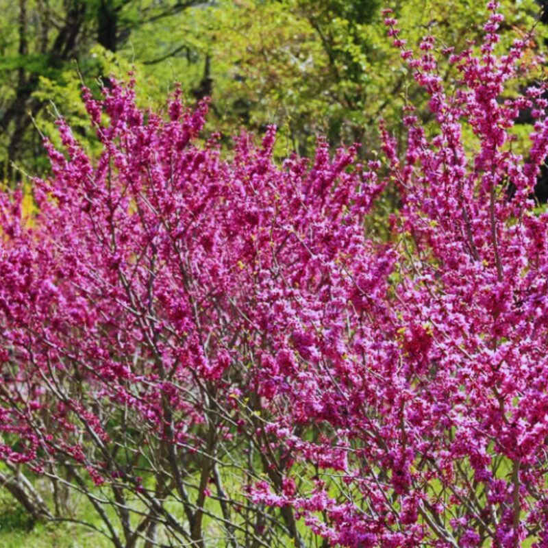 10 Eastern Redbud Trees Seedlings Bare Roots - 6-12” Tall - Image 2