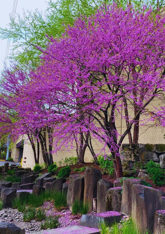 5 Eastern Redbud Trees Seedlings Bare Roots - 6-12” Tall - Image 2