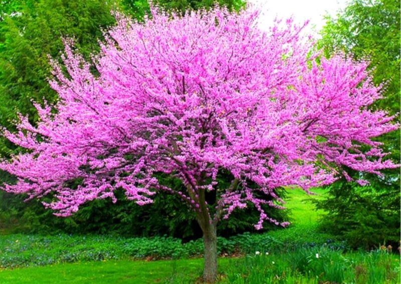 Set 5 Redbud Eastern Red Bud Tree Live Plants - 12-15 Inc Tall - Quart Pot