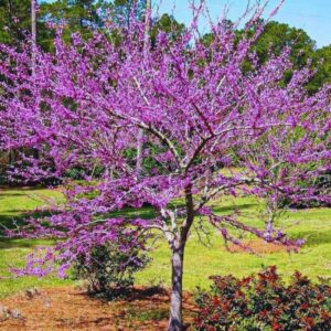 Alternative view of Set 5 Redbud Eastern Red Bud Tree Live Plants - 12-15 Inc Tall - Quart Pot