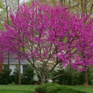Alternative view of Set 3 Redbud Eastern Red Bud Tree Live Plants - 12-15 Inc Tall - Quart Pot