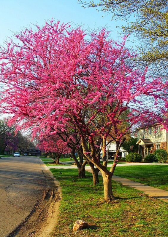 Set 3 Redbud Eastern Red Bud Tree Live Plants - 12-15 Inc Tall - Quart Pot - Image 3