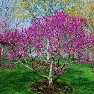 Set 3 Redbud Eastern Red Bud Tree Live Plants - 12-15 Inc Tall - Quart Pot