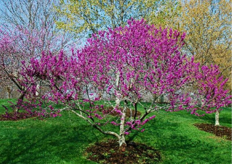 Set 3 Redbud Eastern Red Bud Tree Live Plants - 12-15 Inc Tall - Quart Pot