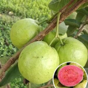 Guava Tree