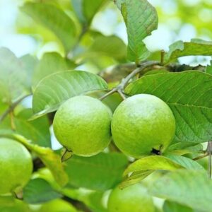 White Guava Tree Plant