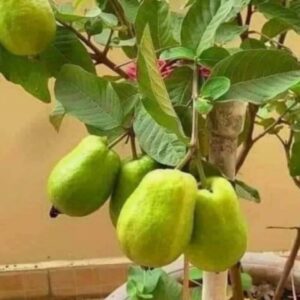 Kilo White Guava Tree
