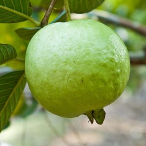 White Guava Tree Live Plant