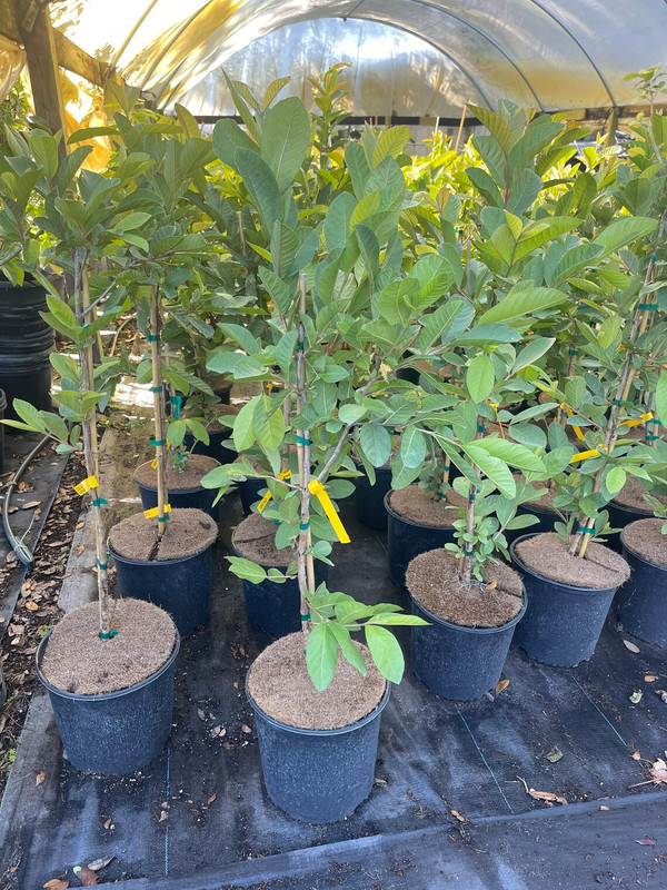 Kilo White Guava Tree Live Plant - Image 2