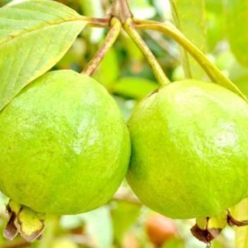 Kilo White Guava Tree Live Plant