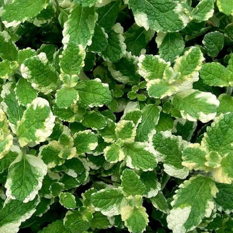 Fresh Mint Plants Live - Image 3