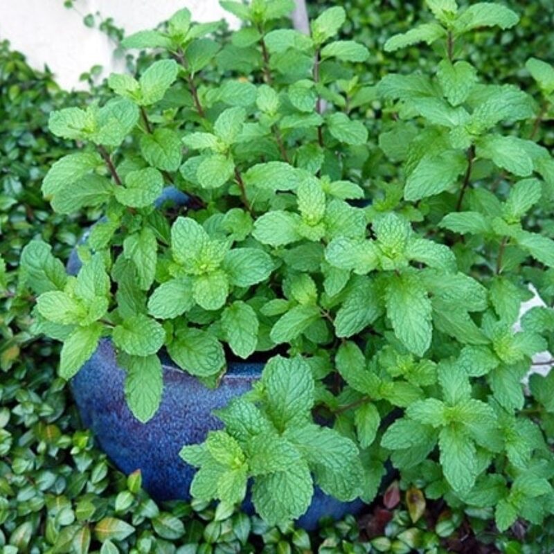 Fresh Mint Plants Live - Image 4
