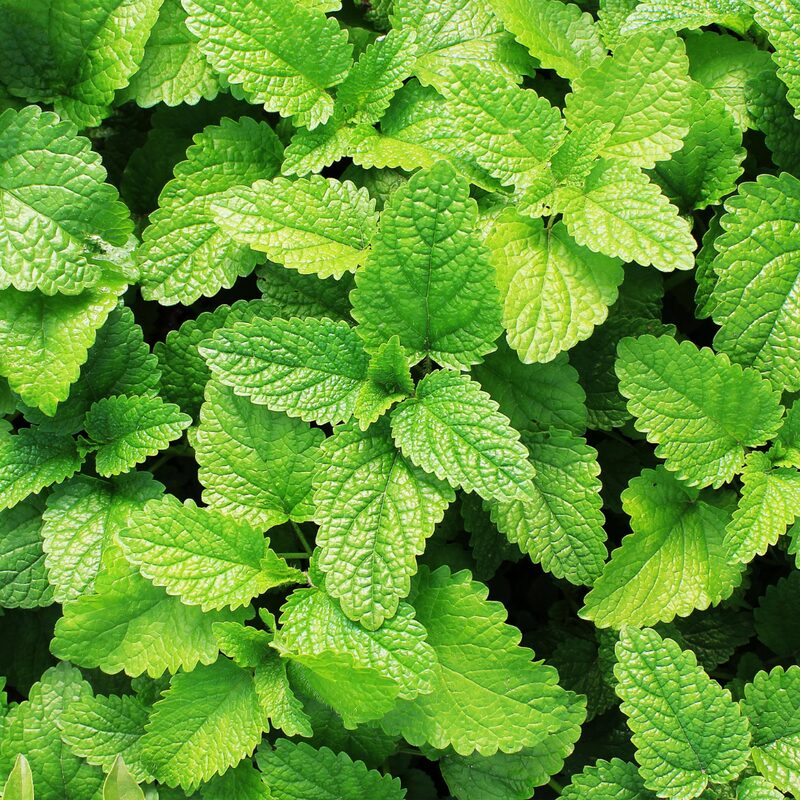Fresh Mint Plants Live - Image 2