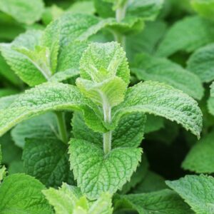 Fresh Mint Plants Live