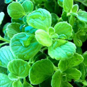 Alternative view of Plectranthus Tomentosa Vicks Herb Plant