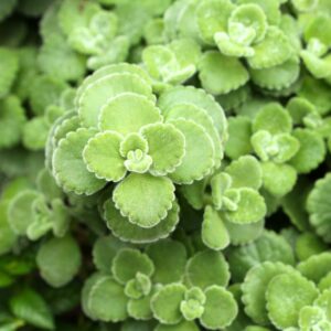 Plectranthus Tomentosa Vicks Herb Plant