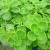 Plectranthus Tomentosa Vicks Plant Live