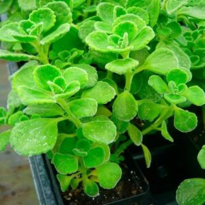 plectranthus tomentosa Vicks plant