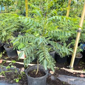 Alternative view of Curry Leaf Tree Murraya Koenigii 2 Feet Height