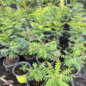 Alternative view of Indian Curry Leaves Tree Murraya Koenigii 2 Feet Tall