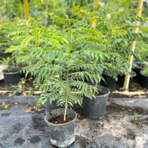 Alternative view of Curry Leaves Plant Murraya Koenigii 2 Feet Tall