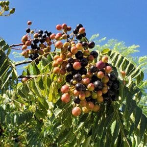 Indian Curry Leaves Plant Murraya Koenigii 5-9 Inc, In 4 Inc Pot