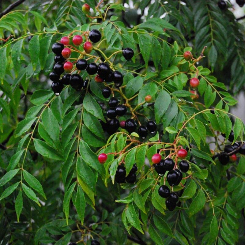 Curry Leaf Plant Murraya Koenigii 5-9 Inc Height, In 4 Inc Pot - Image 6