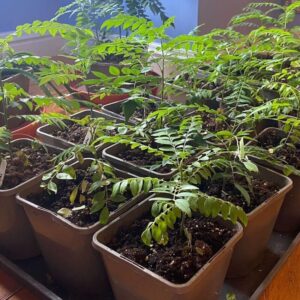 Alternative view of Curry Leaf Plant Murraya Koenigii 5-9 Inc Height, In 4 Inc Pot