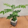 Indian Curry Leaf Plant Murraya Koenigii 5-9 Inch Tall, In 4 Inch Pot