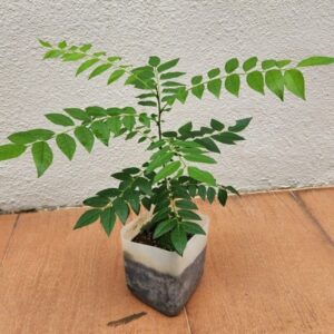 Indian Curry Leaf Plant Murraya Koenigii 5-9 Inch Tall, In 4 Inch Pot