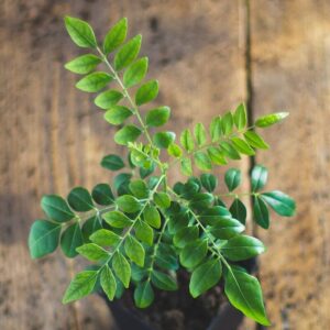 Alternative view of Indian Curry Leaf Plant Murraya Koenigii 5-9 Inch Tall, In 4 Inch Pot